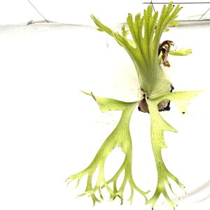 (i) rJNV_ z^~[ (No.41096) (RE ϗtA  CeA ݂艺 Ǌ| ~j ^ ^  Platycerium holttumii)