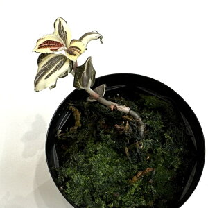 (i) AlNgLX NXo[M[ oGK[^ (No.62454) (WGI[Lbh Η MѐA roE eE p_E ϗtA  CeA  ^ ~j Ǌ|