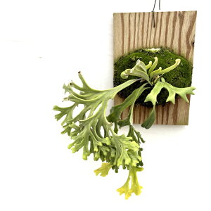 (i) ||fBE MtHA (No.62466) (ϗtA  CeA ݂艺 Ǌ| ~j ^ ^  Polypodium longifolia)