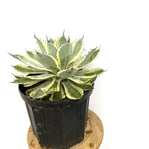 (i) AKx |^g 'gˊ' (No.62257) (ϗtA   CeA Ǌ| ^ A  Agave potatorum 'Kisshokan' f. variegated)