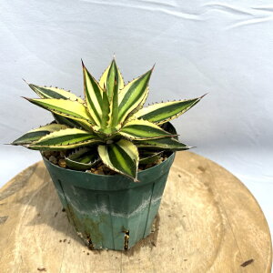 (i) AKx ܐF (No.62660) (ϗtA   CeA Ǌ| ~j ^ ^ A Agave lophantha f. variegated)