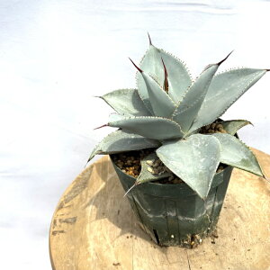(現品) アガベ ドラゴントゥース (No.62661) (観葉植物 おしゃれ 室内 インテリア 壁掛け ミニ 小型 大型 多肉植物 Agave Dragon Toes)