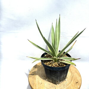 (i) AKx M (No.62316) (ϗtA   CeA Ǌ| ~j ^ ^ A Agave angstifolia AOXeBtHA)