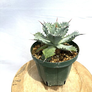 (i) AKx CVXVX (No.62060) (ϗtA  CeA ݂艺 Ǌ| ~j ^ ^  A Agave isthmensis)