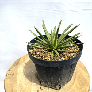 (i) AKx A{sT (No.61959) (ϗtA   CeA Ǌ| ~j ^ A Agave albopilosa)