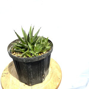 (i) AKx ̐ (No.62519) (ϗtA  CeA ݂艺 Ǌ| ~j ^  A  Agave victoriae-resinae)