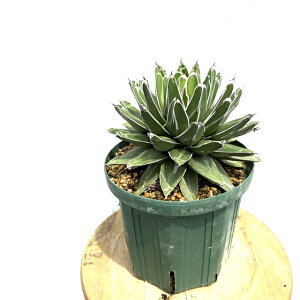 (i) AKx ̐ (No.61944) (ϗtA  CeA ݂艺 Ǌ| ~j ^  A  Agave victoriae-resinae)