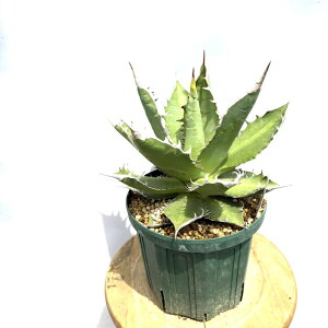 (i) AKx `^m^ h[t (No.62053) (ϗtA  CeA ݂艺 Ǌ| ~j ^ ^  A Agave titanota dwarf)