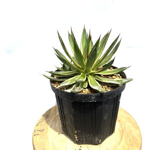 (i) AKx `^m^ o[go[KfB[  (No.62662) (ϗtA  CeA ݂艺 Ǌ| ~j ^ ^  A Agave burnt burgundy variegated)
