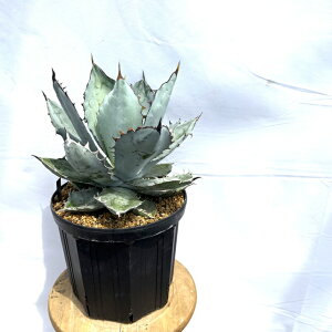 (i) AKx `^m^ 'ubNAhu[' (No.62059) (ϗtA  CeA ݂艺 Ǌ| ~j ^ ^  A u[{[ BB Agave titanota 'Black  Blue')