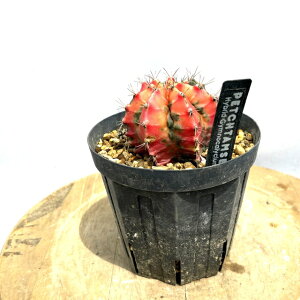 (i) MmJLE yb^V[ (No.61726) (ϗtA  CeA ݂艺 Ǌ| ~j ^  A yb^VB[  ԉ щ Gymnocalycium hybrid Petchtamsee)