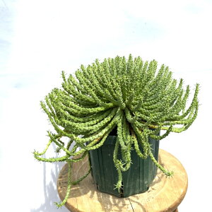 (i) [tHrA tiKj[ E (No.61676) (ϗtA  CeA ~j ݂艺 Ǌ| ^ A Euphorbia flanaganii)