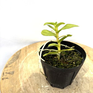 (i) y^eA CZNeBtF (No.61768) (ϗtA  m CeA   ~j ^  Ǌ| ݂艺 Pelatantheria insectifera)