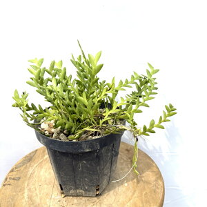 (i) A| [ (No.62165) (ϗtA  m CeA   ~j ^  Ǌ| ݂艺 Aporum merrillii fhrE dendrobium GA A|CfX Eria aporoides)