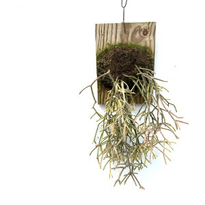 (i) vTX sJp (No.62030) (ϗtA  CeA ݂艺 Ǌ| ~j ^ ^  A Rhipsalis pilocarpa)