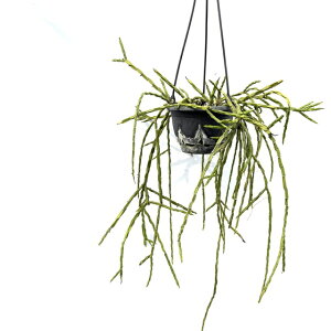 (i) vTX phNT (No.62168) (ϗtA  CeA ݂艺 Ǌ| ~j ^ ^  A Rhipsalis paradoxa)