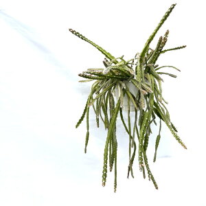(i) sX~E NVtH (No.62442) (ϗtA  CeA ݂艺 Ǌ| ~j ^ ^  A Lepismium cruciforme)