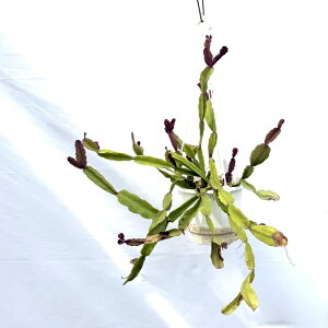 (i) vTX AOhGVX (No.62520) (ϗtA  CeA ݂艺 Ǌ| ~j ^ ^  A Rhipsalis agudoensis)