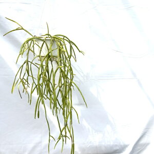 (i) vTX LxM[ (No.62524) (ϗtA  CeA ݂艺 Ǌ| ~j ^ ^  A Rhipsalis kirbergii)