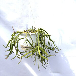 (i) vTX ~NT (No.62522) (ϗtA  CeA ݂艺 Ǌ| ~j ^ ^  A Rhipsalis micrantha)