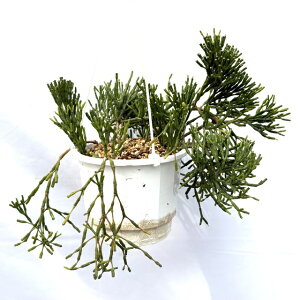 (現品) ハティオラ サリコルニオイデス (No.62521) (観葉植物 おしゃれ インテリア 吊り下げ 壁掛け ミニ 小型 大型 室内 多肉植物 Hatiora salicornoides)