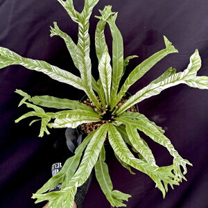 (i) AXvjE I[XgVJ oGK[^ (No.62516) (ϗtA  CeA ݂艺 Ǌ| ~j ^ ^  Asplenium australasicum variegata  variegated j_X?)