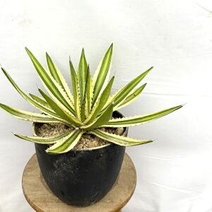 (i) AKx ܐF (No.61728) (ϗtA   CeA Ǌ| ~j ^ ^ A Agave lophantha f. variegated)