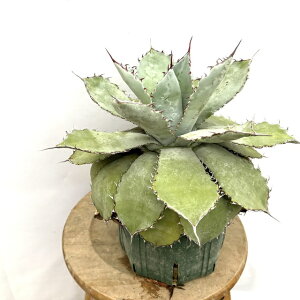 (i) AKx OA_ni (No.62285) (ϗtA  CeA ݂艺 Ǌ| ~j ^ ^ A Agave guadalajarana)
