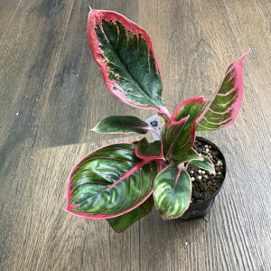 (i) AOIl} '[^XfCg' (No.62530) (ϗtA MѐA roE eE p_E  CeA  ~j ^ Aglaonema 'Lotus Delight')