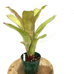 (i) GNA t@bVA[^ bhtH[ (No.62509) (ϗtA  Ǌ| CeA ~j ^ ^ ݂艺  ^NuA Aechmea fasciata red form)