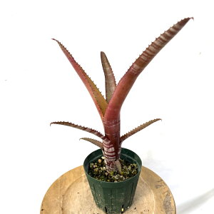 (i) GNA kfBJEX bh (No.62291) (ϗtA  Ǌ| CeA ~j ^ ^ ݂艺  ^NuA Aechmea nudicaulis red)