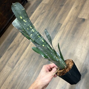 (i) rxMA rb^[^ 'h~SX}[eBX' (No.62546) (ϗtA  Ǌ| CeA ~j ^ ^ ݂艺  ^NuA Billbergia vittata 'Domingos Martins')