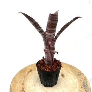 (i) rxMA 'JV~[' (No.62443) (ϗtA  Ǌ| CeA ~j ^ ^ ݂艺  ^NuA z Billbergia 'Kashmir' h~SX}[eBX sNV