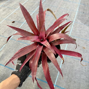 (i) lIQA z(yf × GEZy^) (No.62396) (ϗtA  Ǌ| CeA ~j ^ ݂艺  ^NuA Neoregelia hybrid pendula eleutheropetala)