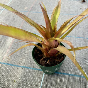 (i) lIQA z(Ai × yf) (No.62476) (ϗtA  Ǌ| CeA ~j ^ ݂艺  ^NuA Neoregelia hybrid meana × pendula)