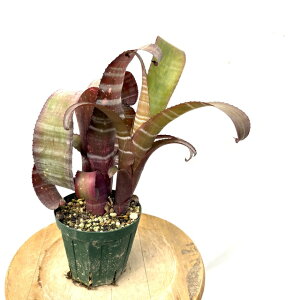 (i) rxMA z (Domingos Martins × Beadleman) × windergig special #3 (No.62354) (ϗtA  Ǌ| CeA ~j ^ ^ ݂艺  ^NuA Billbergia hybrid h~S