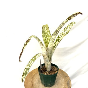 (i) rxMA 't@^WA' (No.62448) (ϗtA  Ǌ| CeA ~j ^ ^ ݂艺  ^NuA z hybrid Billbergia 'Fantasia' pyramidalis × saundersii)