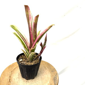 (i) rxMA 'WFC\ A&R' (No.62267) (ϗtA  Ǌ| CeA ~j ^ ^ ݂艺  ^NuA Billbergia 'Jason A&R')