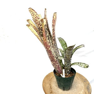 (i) rxMA 'CXg[' (No.62517) (ϗtA  Ǌ| CeA ~j ^ ^ ݂艺  ^NuA z hybrid Billbergia 'Limestone' GXgA × h~S