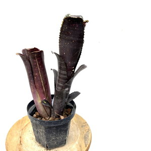 (i) rxMA z(h~SX}[eBX × og[W) (No.62444) (ϗtA  Ǌ| CeA ~j ^ ^ ݂艺  ^NuA Billbergia hybrid Domingos M