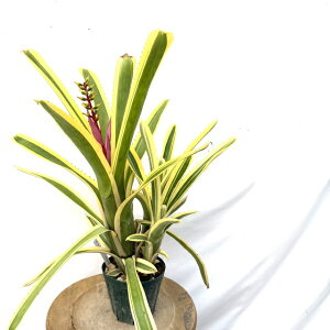 (i) GNA kfBJEX 'A{}[Wi[^' (No.62324) (ϗtA  Ǌ| CeA ~j ^ ^ ݂艺  ^NuA Aechmea nudicaulis 'Albo-marginata')