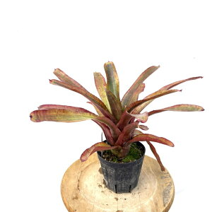 (i) lIQA AvZA oGK[^ (No.62298) (ϗtA  Ǌ| CeA ~j ^ ^ ݂艺  ^NuA Neoregelia ampullacea variegated)