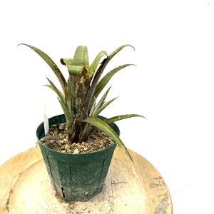 (i) rA 'I[[' (No.62231) (ϗtA  Ǌ| CeA ~j ^ ^ ݂艺  ^NuA Ԍz I[ rxMA |NCguR GNA N