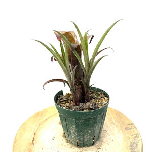 (i) rA 'AOlX' (No.62399) (ϗtA  Ǌ| CeA ~j ^ ^ ݂艺  ^NuA Ԍz rxMA GNA xBillmea 'Agnes' Billbergia × Aechmea)