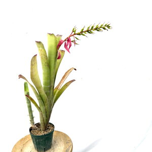 (i) PXA 'J.S-Fan' s (No.61513) (ϗtA  Ǌ| CeA ~j ^ ^ ݂艺  ^NuA Ԍz PXlA GNA Quesnelia Aechmea xQuesmea hybrid? z