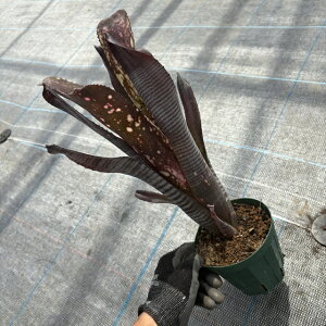 (i) rxMA s (No.62553) (ϗtA  Ǌ| CeA ~j ^ ^ ݂艺  ^NuA Billbergia sp.)