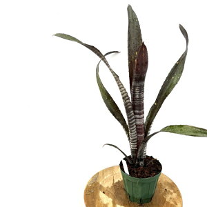 (i) rxMA '_[XxC_[' (No.62555) (ϗtA  Ǌ| CeA ~j ^ ^ ݂艺  ^NuA h~SX}[eBX × m`F Billbergia Darth Vader D