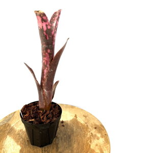 (i) rxMA 'CZfBA[ fCg' (No.62269) (ϗtA  Ǌ| CeA ~j ^ ^ ݂艺  ^NuA Billbergia 'Incendiary Delight')