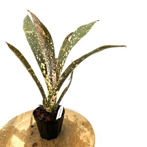 (i) rxMA '^{bgt[cP[L' (No.62556) (ϗtA  Ǌ| CeA ~j ^ ^ ݂艺  ^NuA Billbergia 'Talbot Fruit Cake')