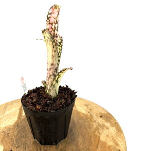 (i) rxMA 'u{[' (No.62558) (ϗtA  Ǌ| CeA ~j ^ ^ ݂艺  ^NuA Billbergia 'Bravo')